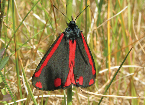 Cinnabar moth credit Richard Burkmarr