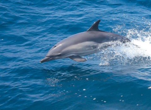 Common Dolphin