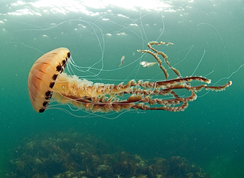 Compass Jellyfish