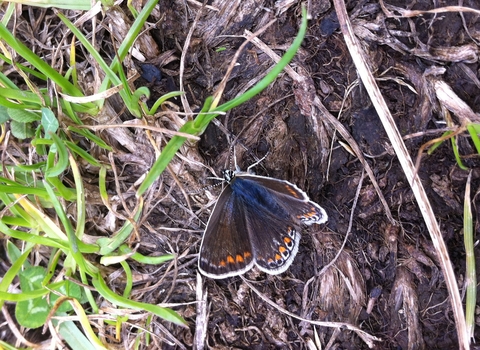 Common blue butterfly at Littleworth Park Credit Shelagh Bullimore