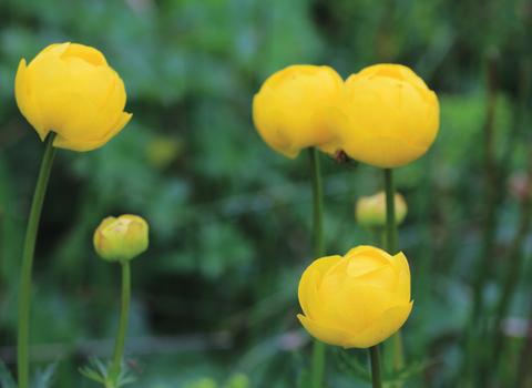 Globeflower credit Jim Horsfall