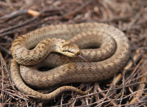 Grass snake credit Steve Davis