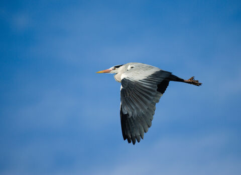 Grey heron credit Elliot Neep