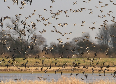 Wheldrake Ings Nature Reserve