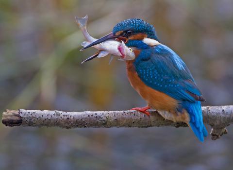 Kingfisher - Credit Kevin Agar www.kevinagar.co_.uk_.jpg