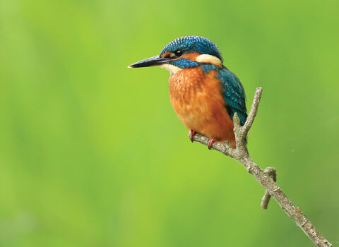 Kingfisher credit Jon Hawkins