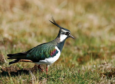 Lapwing credit Carl Watts