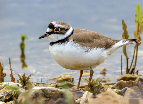 Little ringed plover credit Andy Morffew
