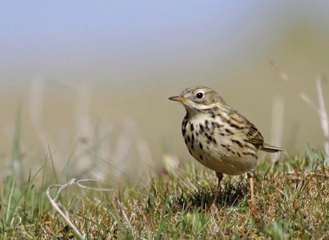 Meadow Pipit Credit Margaret Holland