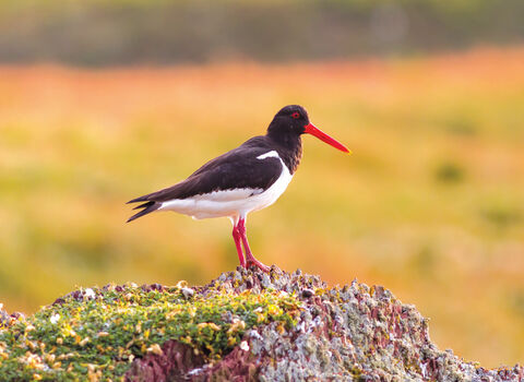 Oystercatcher credit Mike Snelle