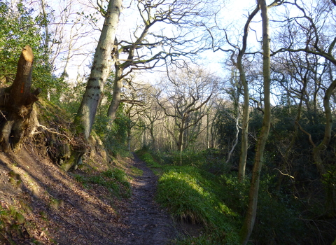 Little Beck Wood Nature Reserve