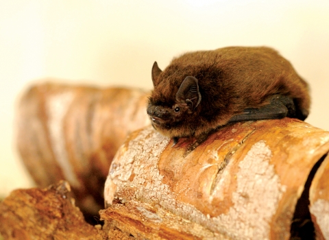 Pipistrelle bat credit Amy Lewis
