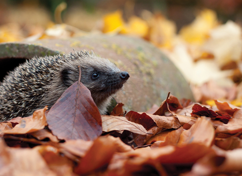 Hedgehog