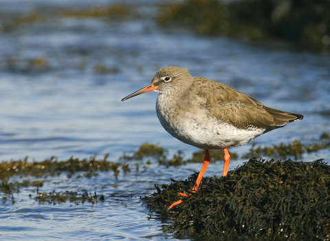 Redshank credit Tom Marshall