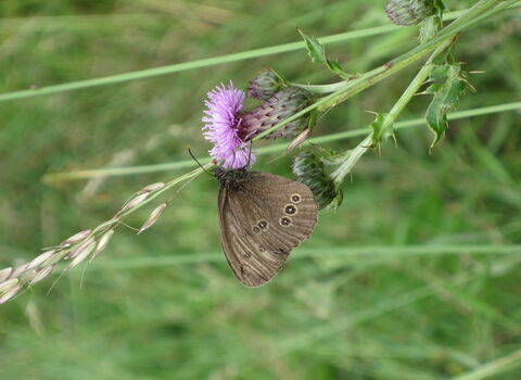 Ripon Loop Nature Reserve Credit Jenny Hayward