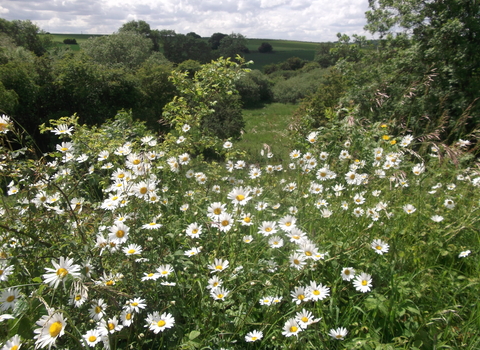 Sherburn Willows Nature Reserve Credit Jono Leadley