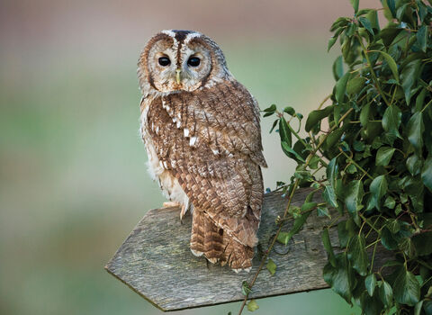 Tawny owl credit Elliot Neep