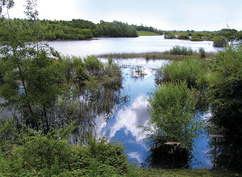 Thorpe Marsch Nature Reserve Credit Mick Townsend