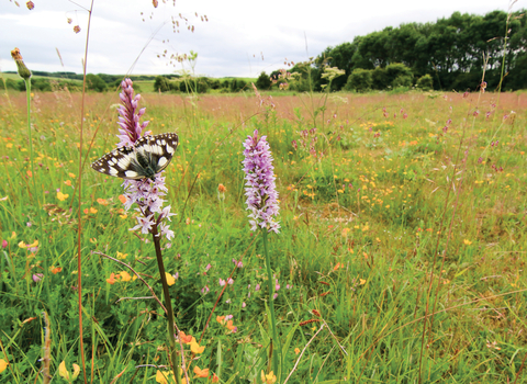 Wharram Quarry Nature Reserve Credit Tom Marshall