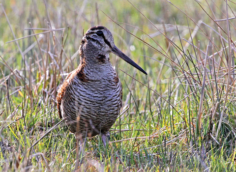 Woodcock credit Margaret Holland