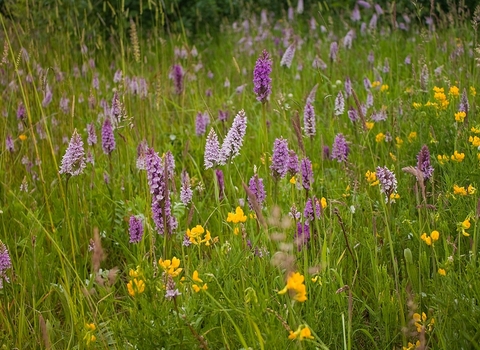 Orchids at Ledston Luck