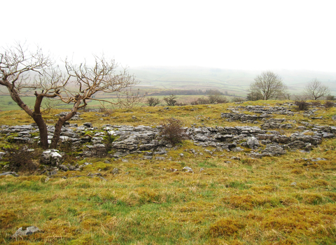 Brae pasture