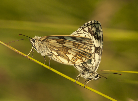 Marbled whites Townclose