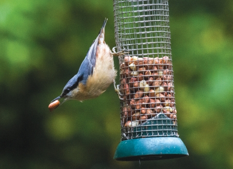 Nuthatch feeding