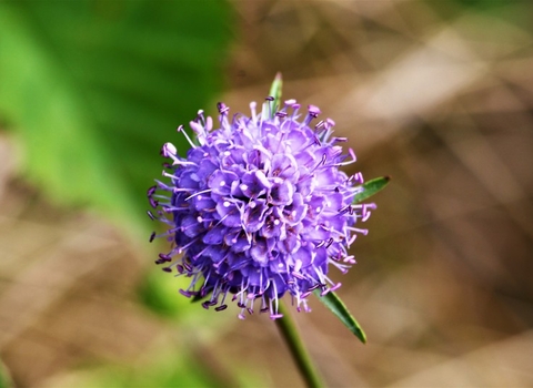 Devil's-bit scabious © Keith Lynes