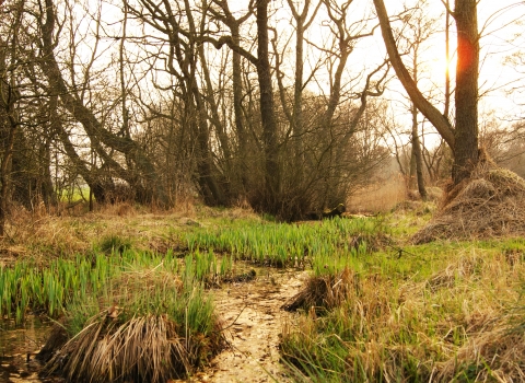 Askham Bog