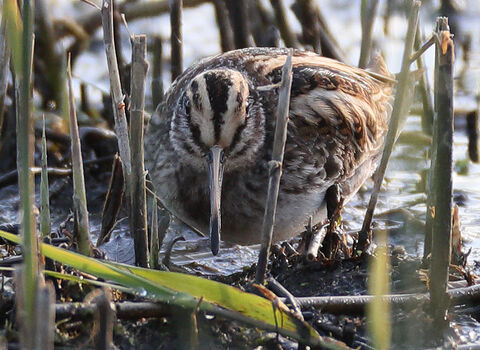 Jack snipe © Robyn Mokryj