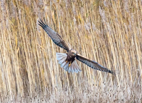 male Marsh harrier © Vernon Barker