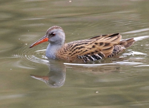 Water Rail - AdelDam