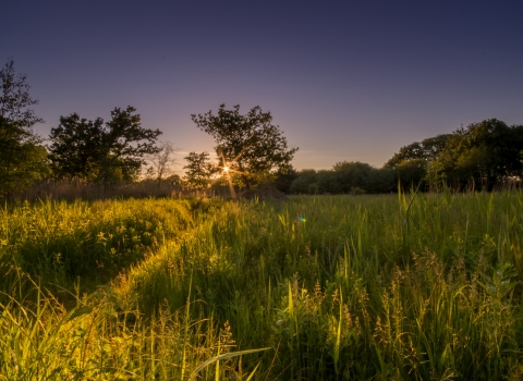 Sunlight over Askham Bog