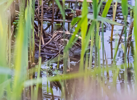 Jack snipe © Paul Paddock