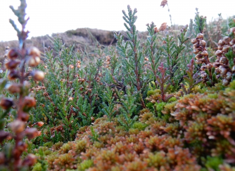 Mosses growing on peatland