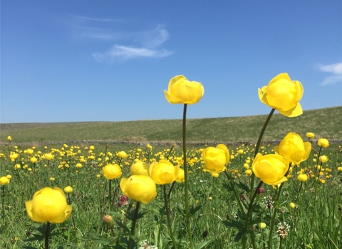 Globeflower Ashes Pasture