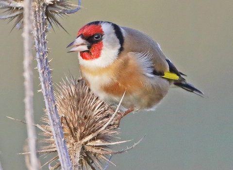 Goldfinch © Adrian Andruchiw 