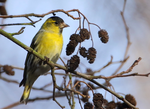 male Siskin © Allen Holmes 2019