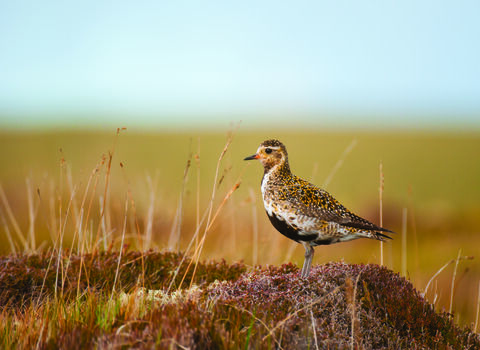 Golden plover