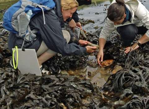 LSC and Coast Shoresearch