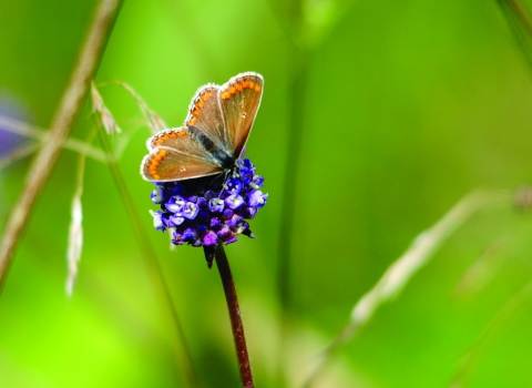 Brown Argus Butterfly