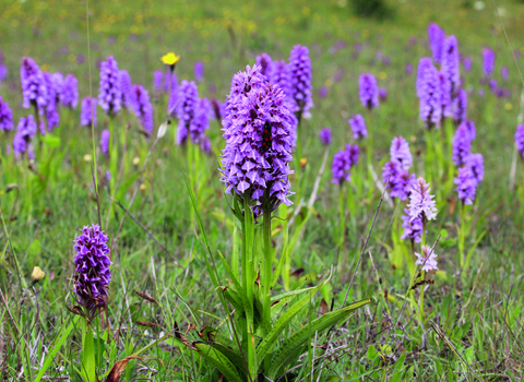 Common Spotted Orchid