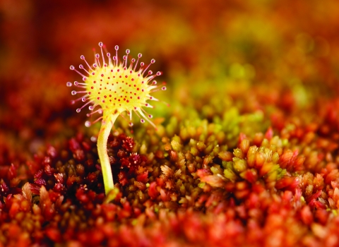 Sundew