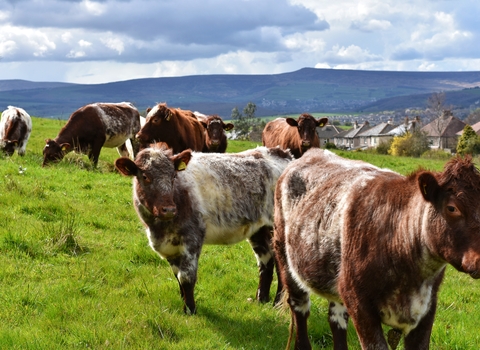 Stirley cows in field