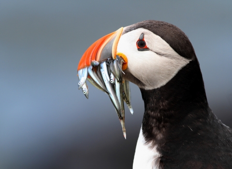 Puffin with fish in mouth