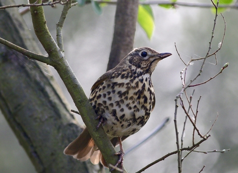 Song Thrush © Nidge Nilsen 2019