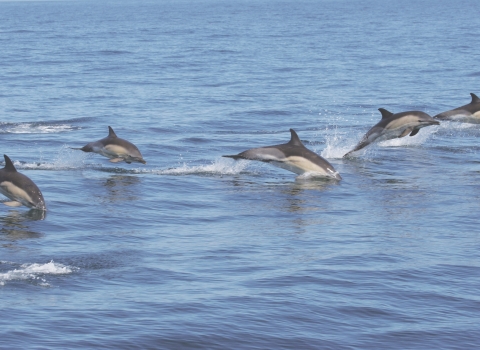 Dolphins