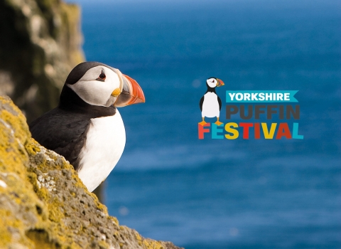 Yorkshire puffin with logo