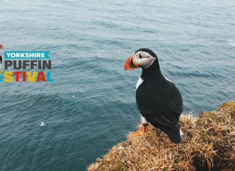 Yorkshire puffin festival header